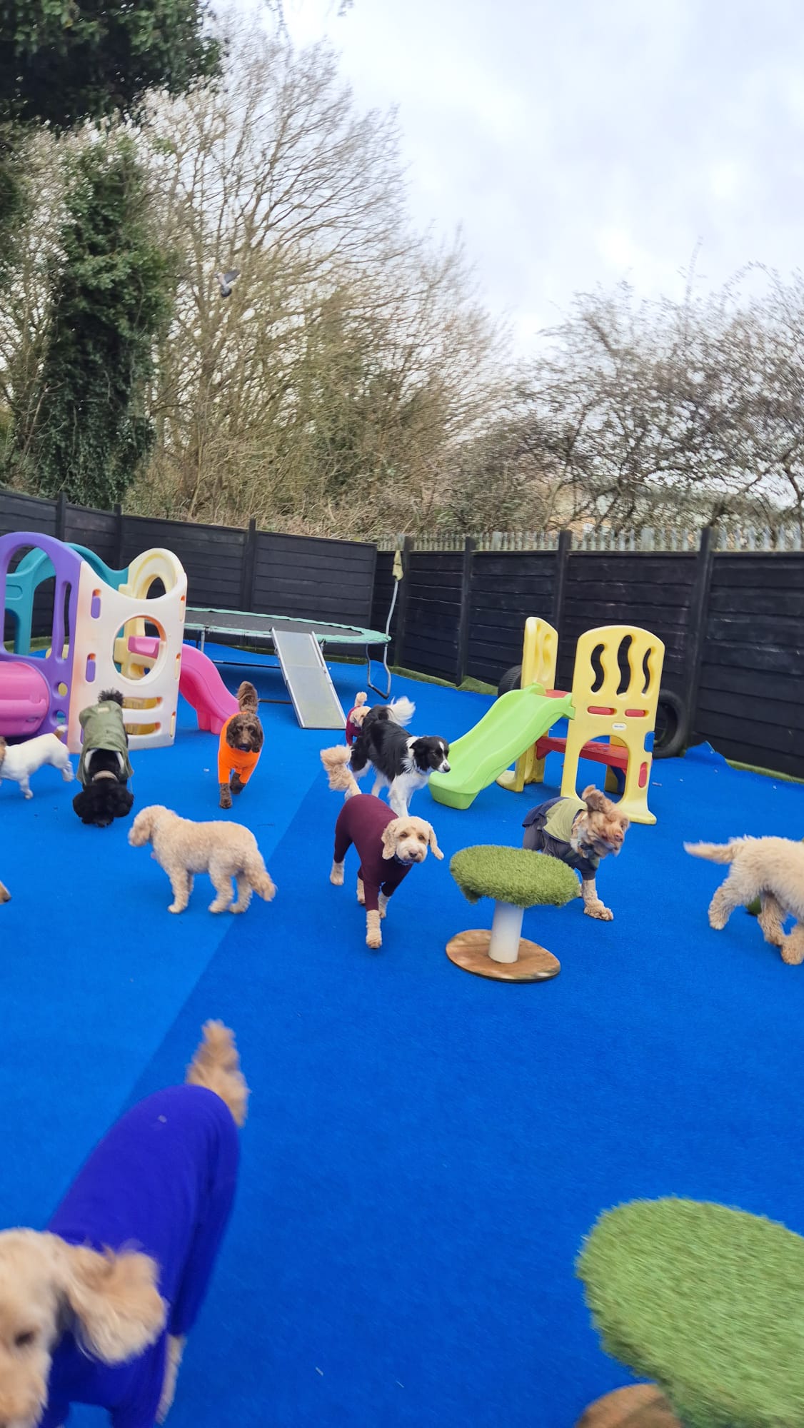 Dogs playing outdoors at Zoomeze