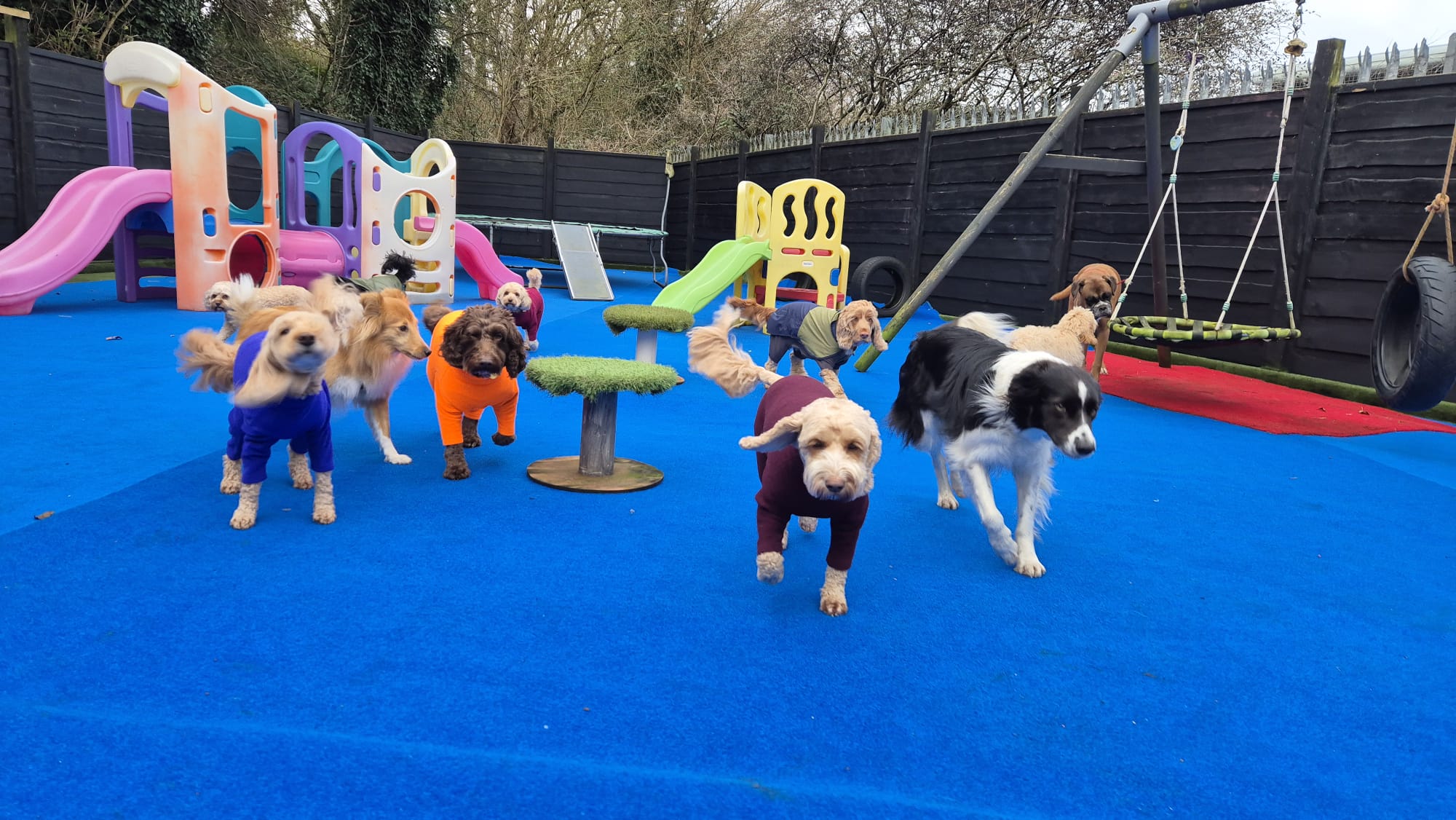 Inside Zoomeze Dog Play Zone